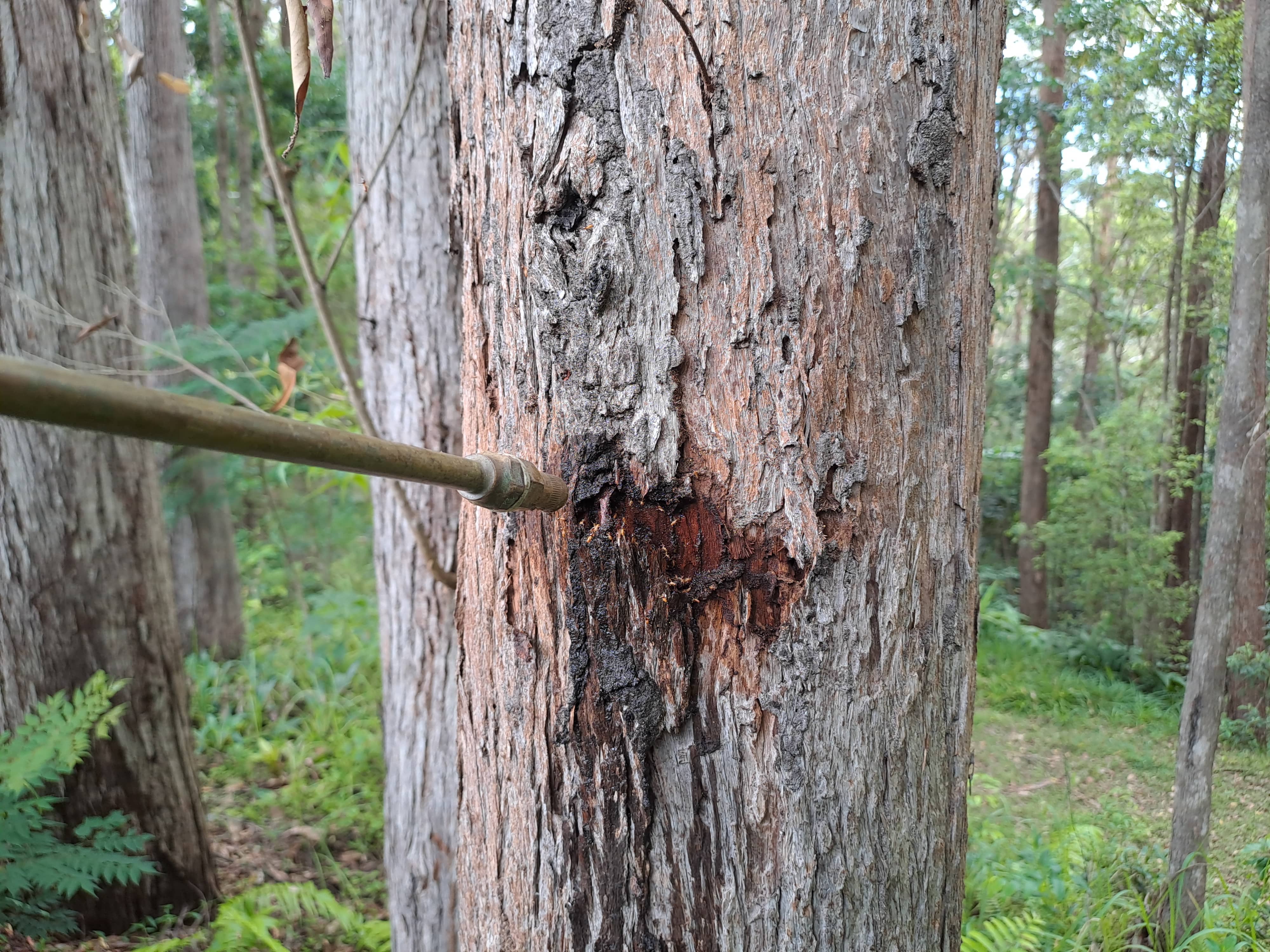 Termite Liquid Treatment Application